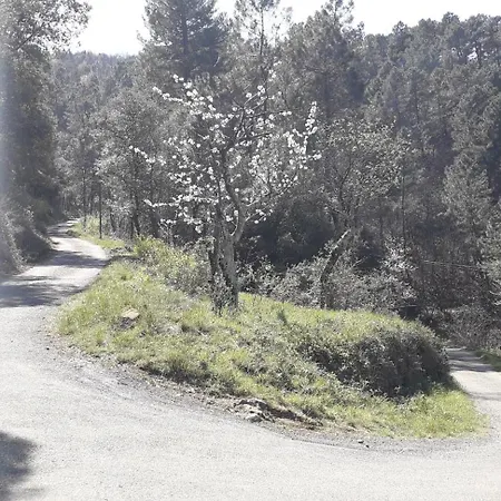 Joyeux - L'olivier - En Cevennes